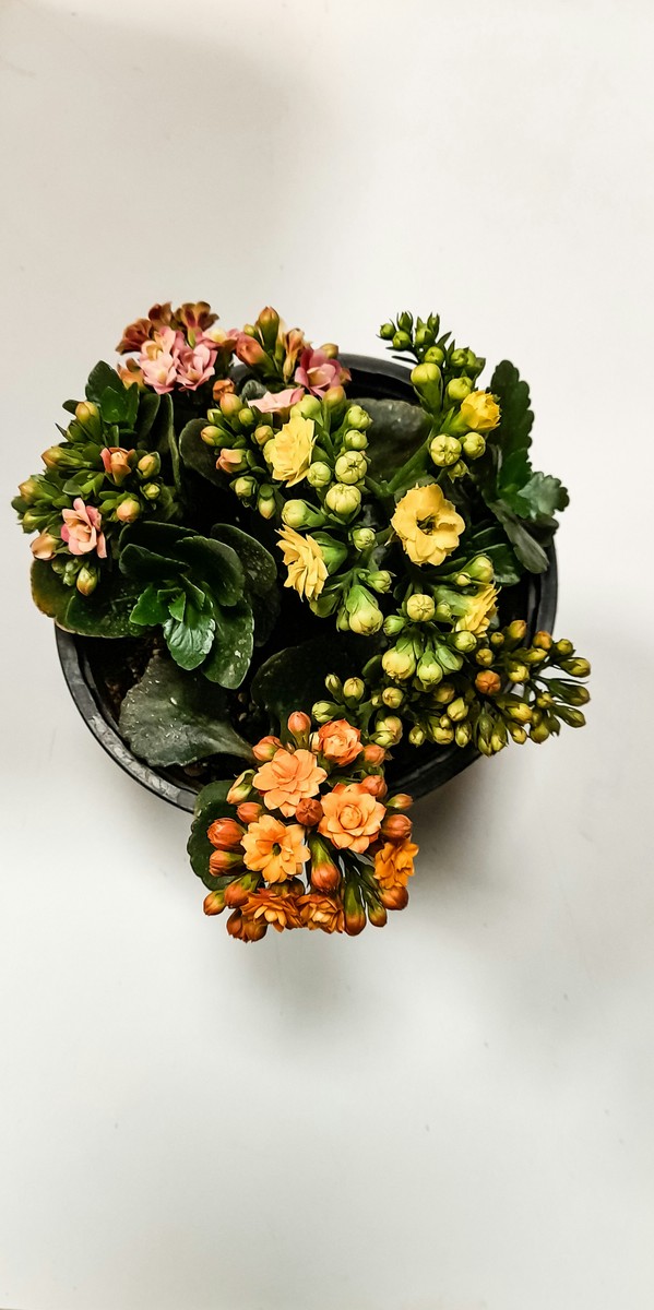 Ben Thompson - Executive Floral Designer